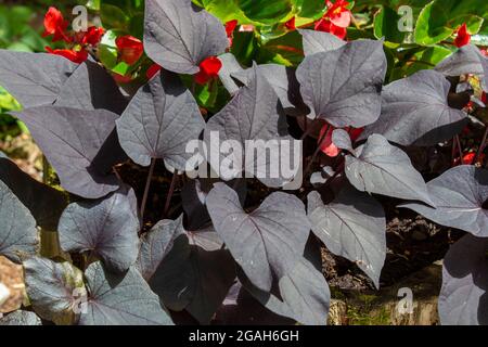 The sweet potato or sweetpotato (Ipomoea batatas) dark leaves in the garden. Black foliage of Morning glory. Stock Photo