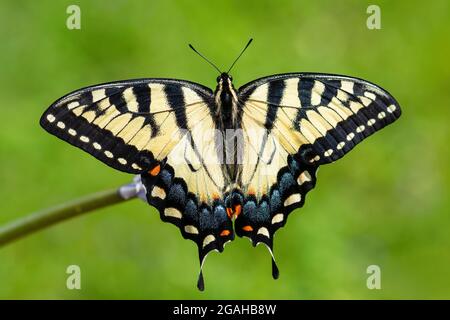 Eastern Tiger Swallowtail - Papilio glaucus, beautiful colored butterfly from eastern North America. Stock Photo