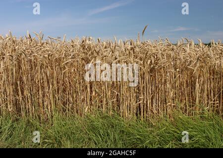 ein reifes Weizenfeld kurz vor der Ernte Stock Photo