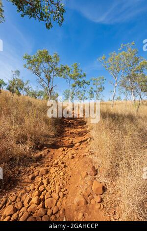 Walking trail leading to Bell Gorge through the savannah, Kimberley Region, Gibb River Road, Western Australia, WA, Australia Stock Photo