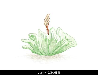 Illustration Hand Drawn Sketch of Haworthia Truncata or Horse Teeth with Flower, A Succulent Plants for Garden Decoration. Stock Photo