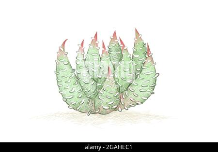 Illustration Hand Drawn Sketch of Haworthiopsis Baccata, A Succulent Plants for Garden Decoration. Stock Photo