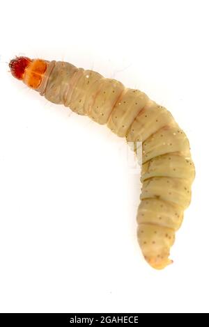 Greater Wax Moth Larva (Galleria mellonella) Stock Photo