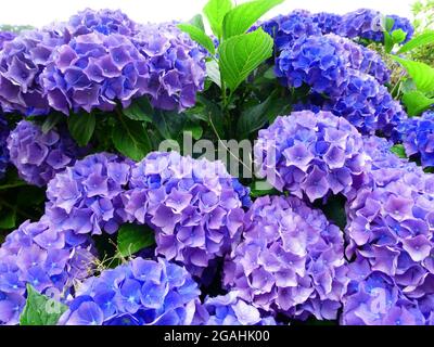 Beautiful  hydrangea macrophylla bush with  blue flowers. Bigleaf hydrangea,  lacecap hydrangea, mophead hydrangea, penny mac and hortensia Stock Photo