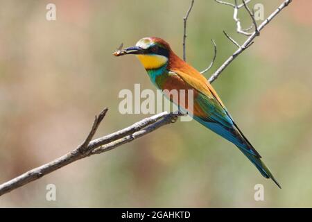 Bee-eater (Merops apiaster) colorful bird sits on a branch and holds a bee in its beak, wildlife scene in Gerolsheim, Germany. Stock Photo