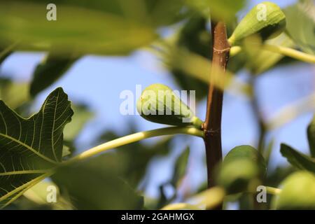 Green fig tree branch close up Stock Photo
