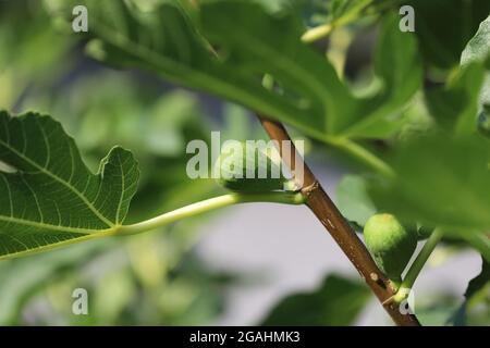 Green fig tree branch close up Stock Photo