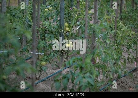 Shallow depth of field (selective focus) image with unripe tomatoes in a rural and organic garden. Stock Photo