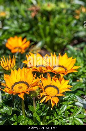 beautiful yellow coloured gazania rigens or trailing gazania flowers in a border in a garden in full bloom. Stock Photo