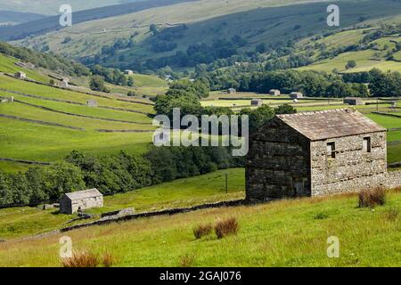Landscape views of near and far stone barns in a Dales valley with varied green foliage and hillsides in summer, daylight.  Swaledale 100721 Stock Photo