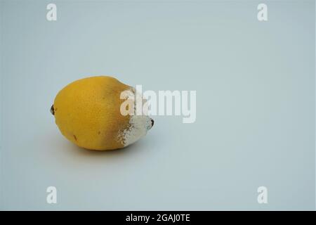 Lemon isolated on white background. It is decayed and covered with white mould. Stock Photo