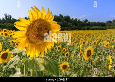 sunflower flower with bee in field as blurred background on blue sky in Farigliano, Langhe, Italy Stock Photo