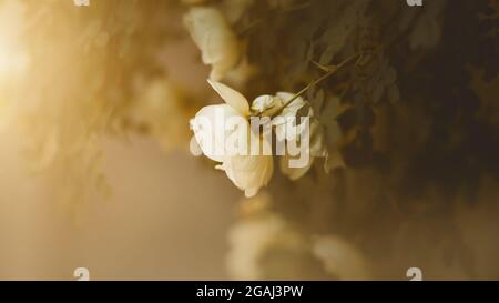 A delicate white beautiful fragrant rose blooms on a thin stem on a bush with dark leaves, illuminated by the rays of the dawn sun in summer. Nature a Stock Photo