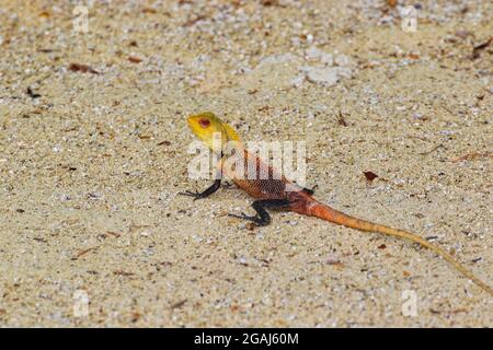 Oriental garden lizard sunbathing on fallen branch, with sand background, in the Maldives,Bodufinolhu island Stock Photo