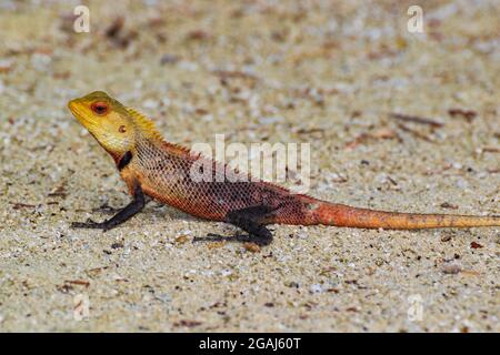 Oriental garden lizard sunbathing on fallen branch, with sand background, in the Maldives,Bodufinolhu island Stock Photo