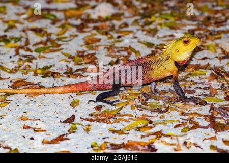 Oriental garden lizard sunbathing on fallen branch, with sand background, in the Maldives,Bodufinolhu island Stock Photo