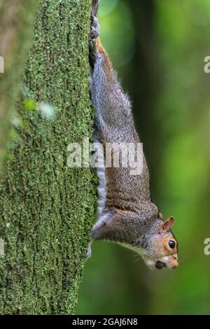 Grey squirrel with nut in its mouth hanging on a tree trunk. Stock Photo