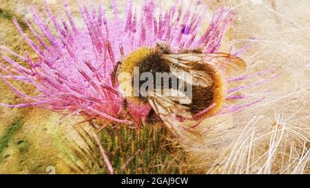 Bee abstract Stock Photo