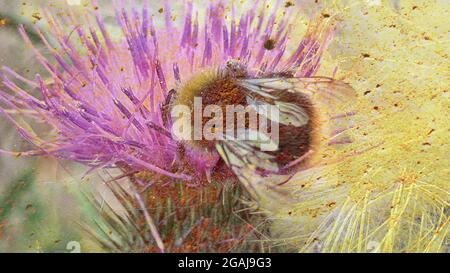 Bee abstract Stock Photo