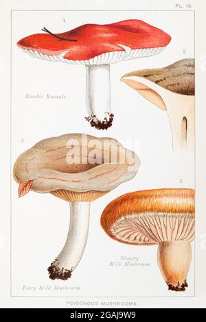 Emetic Russule / Russula emetica, Fiery Milk-Mushroom / Lactarius pyrogalus & Shaggy Milk-Mushroom / Lactarius torminosus in Mordecai Cooke. See Notes Stock Photo
