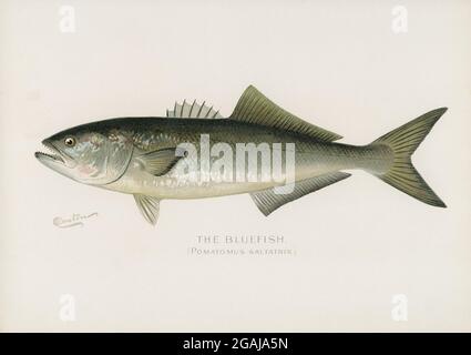 Fishes of America vintage illustrations Stock Photo