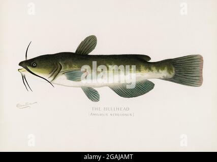 Fishes of America vintage illustrations Stock Photo