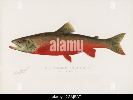 Fishes of America vintage illustrations Stock Photo