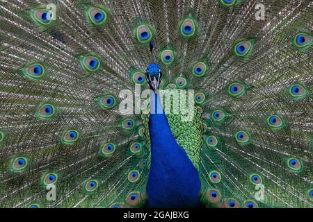 Male Indian Peafowl is displaying and show his perfect tail feathers Stock Photo