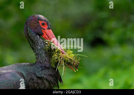 A male Black Stork is collecting nesting material for the aerie Stock Photo