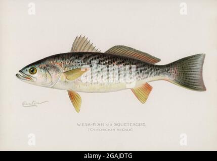 Fishes of America vintage illustrations Stock Photo