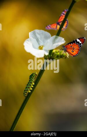 Two butterflies (monarch butterfly or Danaus plexippus soft focus and Plain Tiger or Danaus chrysippus focus) and one caterpillar with white blossom f Stock Photo