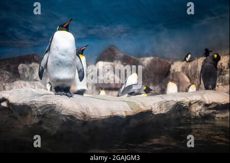 Madrid, Spain. 30th July, 2021. King Penguins (Aptenodytes patagonicus) pictured in its enclosure at Faunia zoo park. Credit: Marcos del Mazo/Alamy Live News Stock Photo