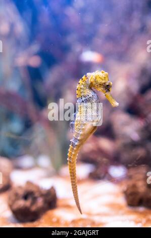 Madrid, Spain. 30th July, 2021. A longsnout seahorse (Hippocampus reidi) also known as slender seahorse pictured in its enclosure at Faunia zoo park. Credit: Marcos del Mazo/Alamy Live News Stock Photo