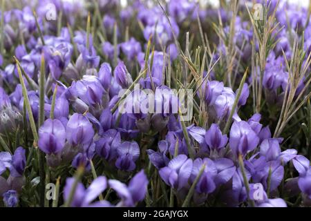 Erinacea anthyllis, thymus vulgaris, blue broom, hedgehog plant, or rushy kidney vetch, wild plant with purple flowers, mediterranean flora Stock Photo
