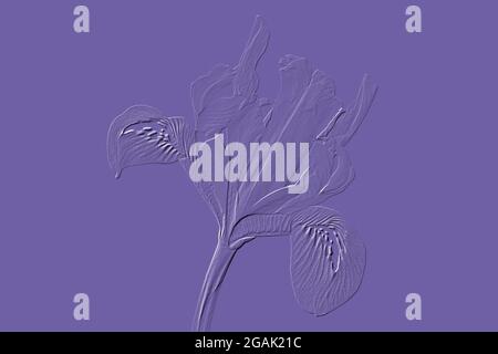 Digitally embossed image of a Iris reticulata Stock Photo