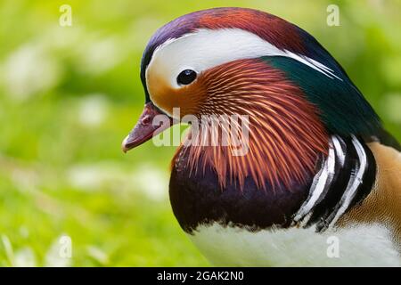 Male Mandarin Duck is watching into the camera Stock Photo
