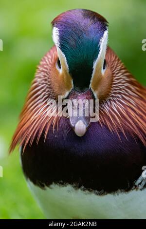 Male Mandarin Duck is watching into the camera Stock Photo