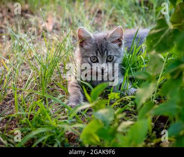 Grey color female kitten hunting bugs, close-up photo of a cute baby female cat Stock Photo