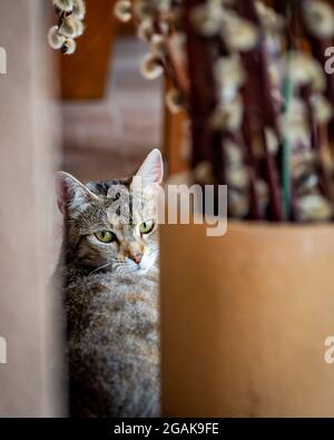 Mum cat watching at the camera, grey female cat hiding and staring Stock Photo