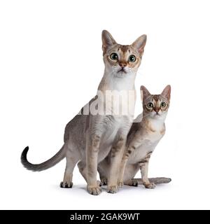 Young adult and kitten Singapura cat, sitting beside each other. All looking towards camera. Isolated on white background. Stock Photo