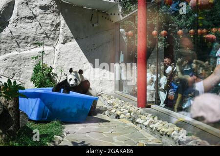 Moscow, Russia. 31st July, 2021. Visitors look on as giant panda Ru Yi has fun at the Moscow Zoo in Moscow, capital of Russia, July 31, 2021. The Moscow Zoo celebrated birthday for giant panda Ru Yi that arrived from China in 2019 for a 15-year scientific program. Credit: Evgeny Sinitsyn/Xinhua/Alamy Live News Stock Photo