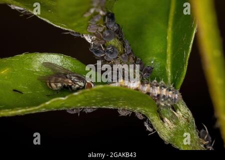 Small Black Aphids of the Family Aphididae Stock Photo