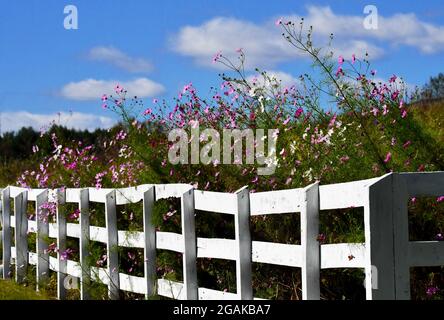 Wildflowers along a white fence on a warm summer day. Stock Photo