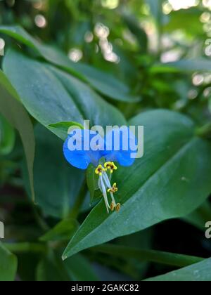 Commelina communis flower among lush green leaves Stock Photo