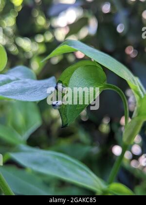 Commelina communis bud among lush green leaves Stock Photo