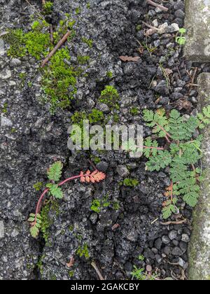 Tiny plants growing through concrete on the street Stock Photo
