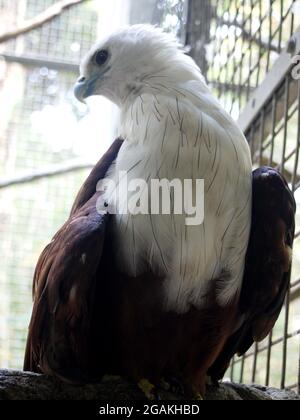 The brahminy kite (Haliastur indus), formerly known as the red-backed sea-eagle in Australia, is a medium-sized bird of prey in the family Accipitrida Stock Photo