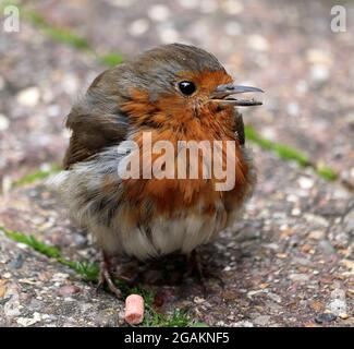 Fledgling European or English Robin standing on the ground (Erithacus Rubecula) Stock Photo