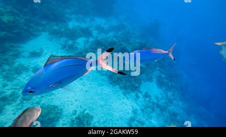 close-up of a blue fish that swims along the bottom. Stock Photo