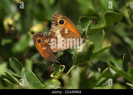 A mating pair of Gatekeeper Butterfly, Pyronia tithonus, resting on a Hawthorn tree. Stock Photo